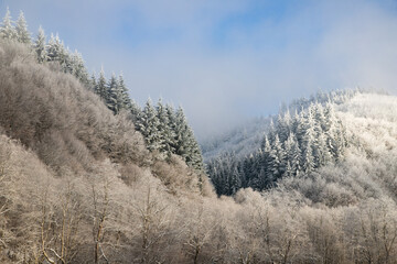 trees covered with hoarfrost on early winter morning