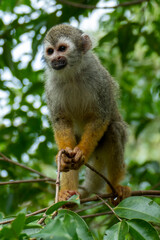 Naklejka na ściany i meble Squirrel monkey (Saimiri sciureus) in the Tapajos River, Amazon Rainforest, Brazil