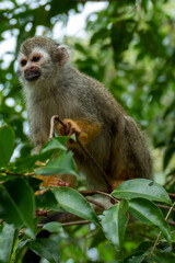 Naklejka na ściany i meble Squirrel monkey (Saimiri sciureus) in the Tapajos River, Amazon Rainforest, Brazil