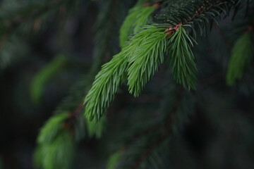 Christmas wallpaper concept. Realistic Christmas tree branches background. Detail of fresh spruce...