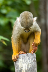 Squirrel monkey (Saimiri sciureus) in the Tapajos River, Amazon Rainforest, Brazil