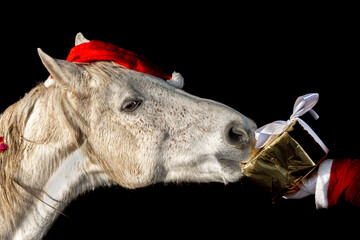 Portrait of a horse in a festive christmas setting in front of a black background