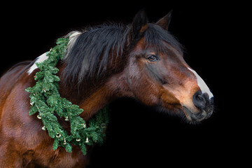 Portrait of a horse in a festive christmas setting in front of a black background