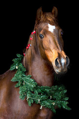 Portrait of a horse in a festive christmas setting in front of a black background
