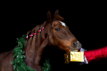 Portrait of a horse in a festive christmas setting in front of a black background