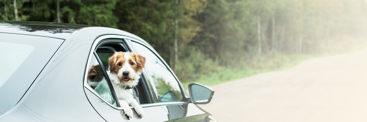 Dog travel by car. Jack Russell Terrier enjoying road trip. Pets travel concept. Banner.