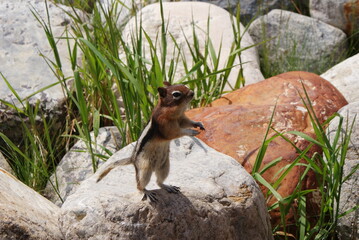 Squirrel standing on two legs