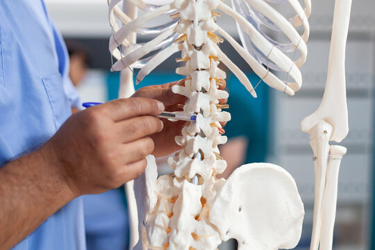 Close up of nurse pointing at spine bones on human skeleton to explain diagnosis to senior patient. Assistant showing spinal cord to old man for physical recovery and chiropractic remedy