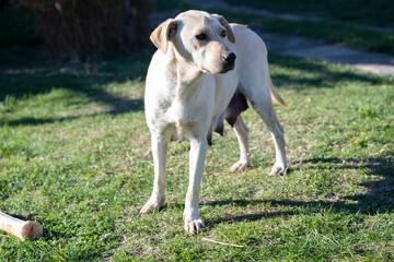 The dog is playing in the yard.