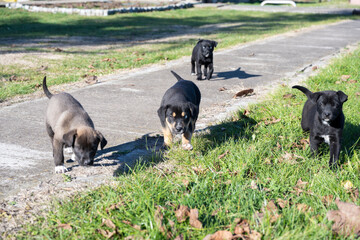 Puppies playing in the garden. A beautiful scene of the playful puppies.