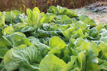 Napa grown in garden at winter morning