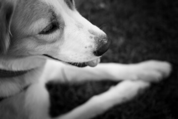 black and white puppy