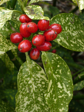 Selective focus shot of the fruits of aucuba japonica