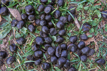 Close-up shot of sheep droppings in the grass on a farm