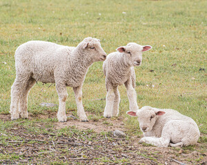 Naklejka premium Three white lambs