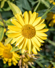 yellow flower closeup