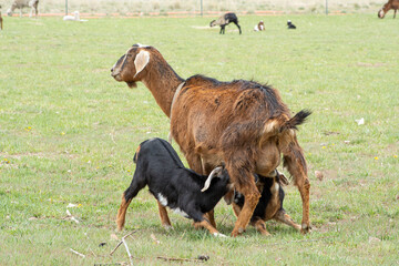 Nubian Nanny Goat nursing Twin kids