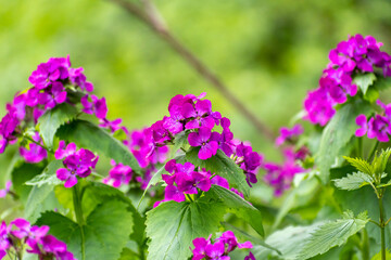 Money Plant in Bloom