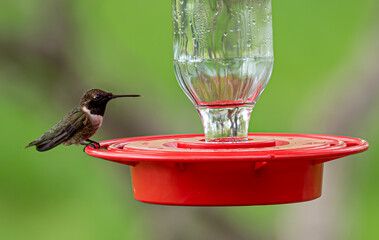 Beautiful shot of a hummingbird on a bird drinker - obrazy, fototapety, plakaty