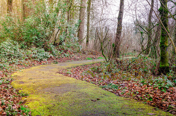 footpath in the woods
