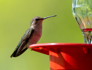 Beautiful shot of a hummingbird on a bird drinker - obrazy, fototapety, plakaty