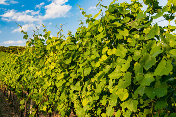 A beautiful holiday in the Pálava vineyards.