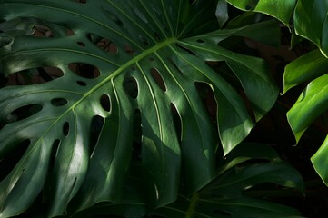 Tropical green leaves background, Monstera Deliciosa leaf on wall with dark toning, floral jungle pattern concept background