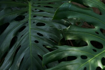 Tropical green leaves background, Monstera Deliciosa leaf on wall with dark toning, floral jungle pattern concept background