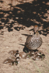 Family of ducks at a lake in Mittagong