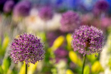 Karatavský ornamental garlic is one of the most beautiful types of ornamental garlic.