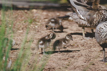 Family of ducks at a lake in Mittagong