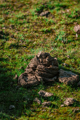 Closeup shot of a cow waste in a field