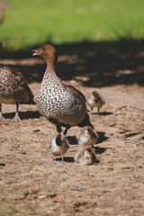 Family of ducks at a lake in Mittagong