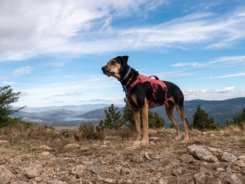 New Zealand Huntaway sheepdog on the rocky mountain against cloudy sky