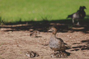 Family of ducks at a lake in Mittagong