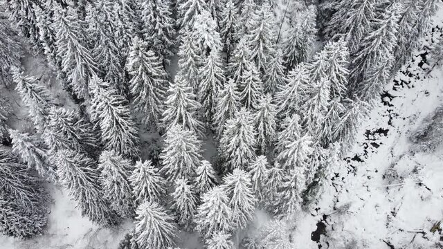 alberi innevati neve bosco 