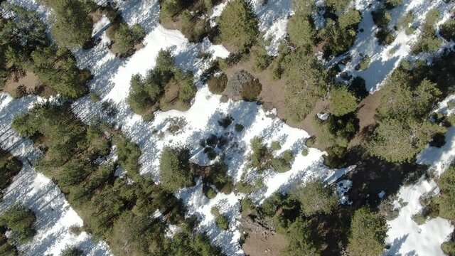 Winter Forest Aerial Shot Bird's Eye View Snow San Bernardino Mountains California USA