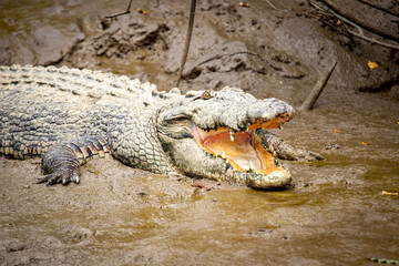 crocodile in the water