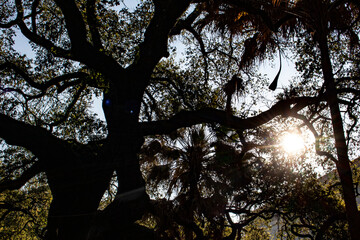 Sunlight Filters through Silhouetted Trees in the Public Louis Armstrong Park in the Tremé...