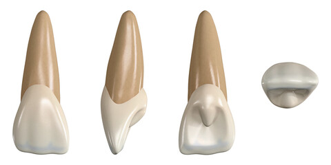 Permanent upper central incisor tooth. 3D illustration of the anatomy of the maxillary central incisor tooth in buccal, proximal, lingual and occlusal views. Dental anatomy through 3D illustration