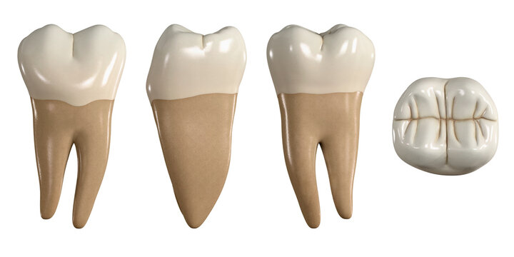Permanent lower second molar tooth. 3D illustration of the anatomy of the mandibular second molar tooth in buccal, proximal, lingual and occlusal views. Dental anatomy through 3D illustration