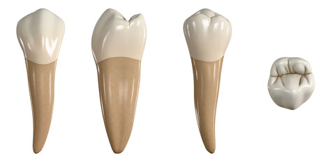 Permanent lower second premolar tooth. 3D illustration of the anatomy of the mandibular second premolar tooth in buccal, proximal, lingual and occlusal views. Dental anatomy through 3D illustration