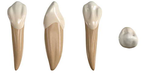 Permanent lower canine tooth. 3D illustration of the anatomy of the mandibular canine tooth in buccal, proximal, lingual and occlusal views. Dental anatomy through 3D illustration