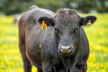 Close up of Stud Beef stud angus bulls and cows grazing on grass in a paddock, in Australia.