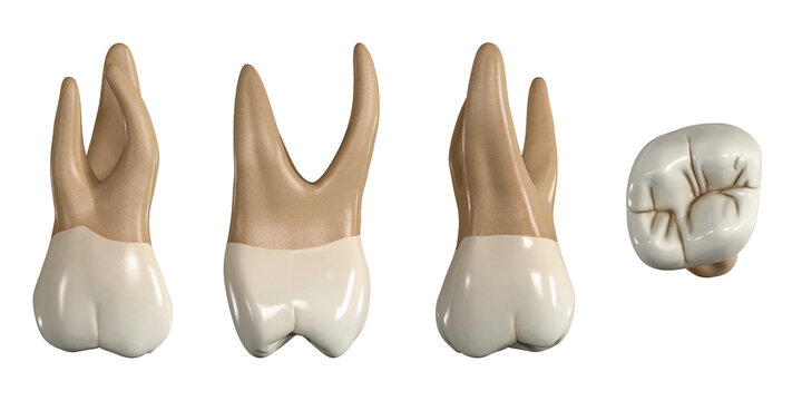Permanent upper second molar tooth. 3D illustration of the anatomy of the maxillary second molar tooth in buccal, proximal, lingual and occlusal views. Dental anatomy through 3D illustration