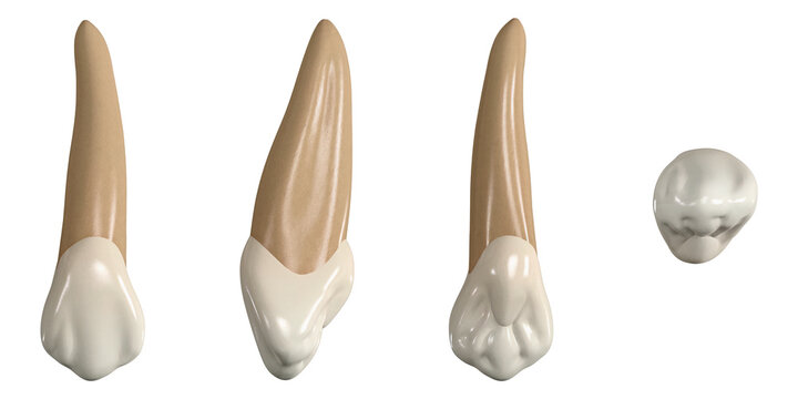 Permanent upper canine tooth. 3D illustration of the anatomy of the maxillary canine tooth in buccal, proximal, lingual and occlusal views. Dental anatomy through 3D illustration