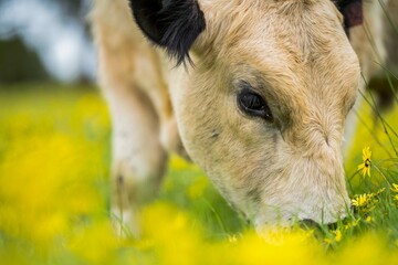Stud Angus, wagyu, speckle park, Murray grey, Dairy and beef Cows and Bulls grazing on grass and...