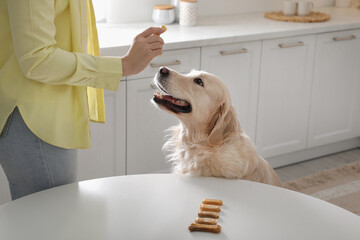 Owner giving dog biscuit to cute Golden Retriever in kitchen, closeup - obrazy, fototapety, plakaty