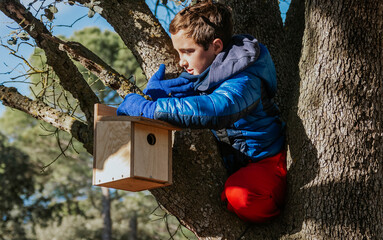 boy hanging birdhouse on a tree