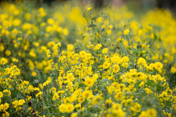 Chrysanthemum bloom in the garden